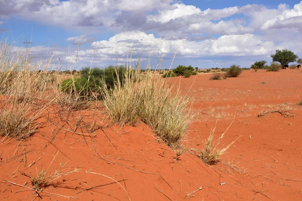 Desierto de Kalahari, Namibia — Foto de Stock