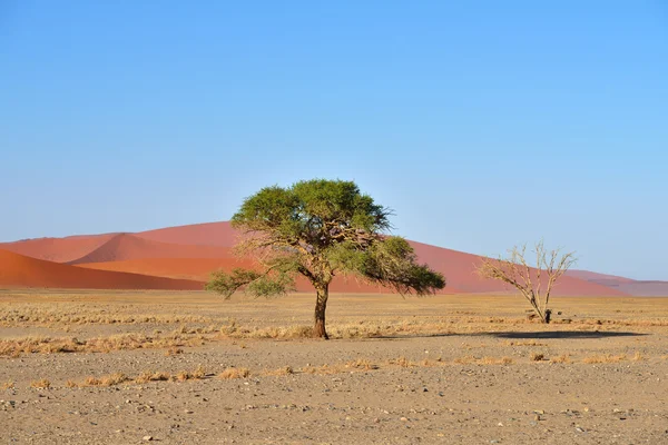 Namib-Naukluft Milli Parkı, Namibya, Afrika — Stok fotoğraf