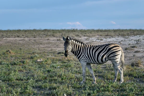 Zebra v Etosha v Namibii — Stock fotografie