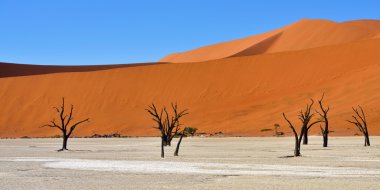 Deadvlei, Sossusvlei. Namibya