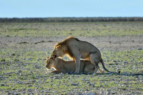 Lvi v Etosha v Namibii — Stock fotografie