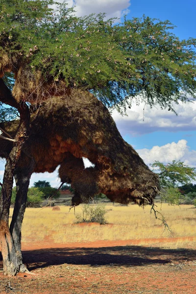 Albero con grande nido. Namibia — Foto Stock