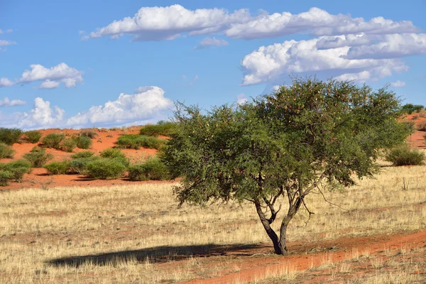 Desierto de Kalahari, Namibia —  Fotos de Stock