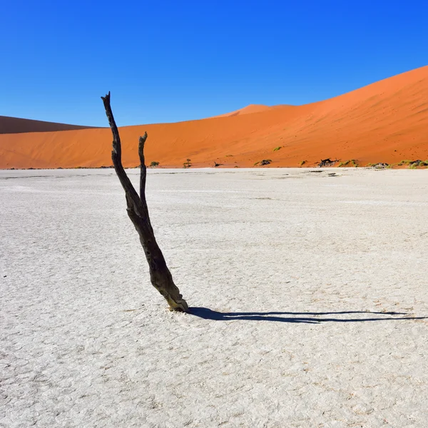 Deadvlei, Sossusvlei. Namibië — Stockfoto