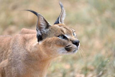 Caracal in Namibia clipart