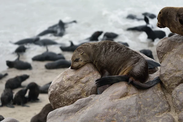 Cape fur seal, Namibia