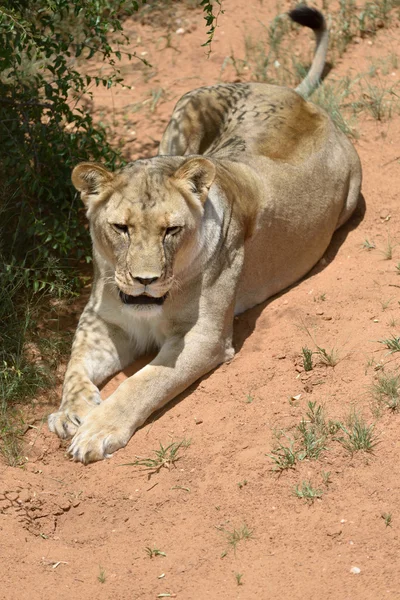 Левиця, Намібія, Африка — стокове фото
