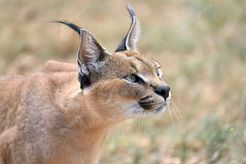 Caracal in Namibia — Stock Photo © znm666 #102345258