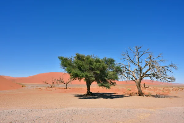 Namib-Naukluft National Park, Namíbia, África — Fotografia de Stock