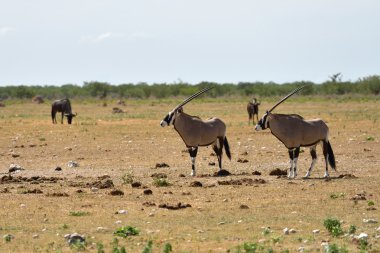 Gemsbok (Oryx gazella) 