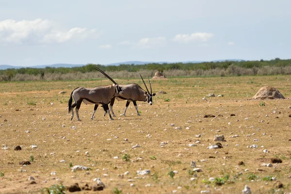 A Gemsbok (Oryx gazella) — Stock Photo, Image