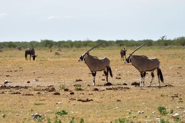 En Gemsbok (Oryx gazella) — Stockfoto