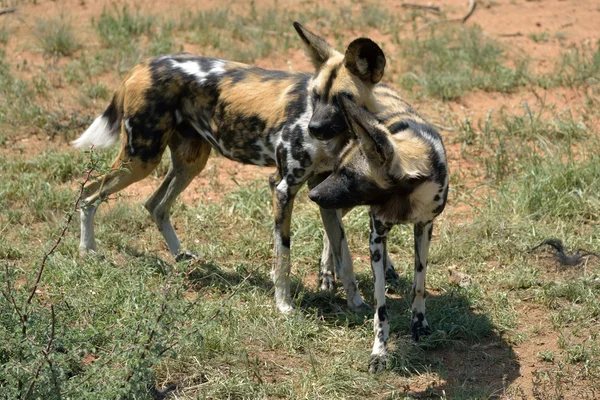 Perro salvaje africano — Foto de Stock