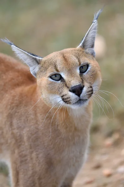 Retrato de Caracal en Namibia — Foto de Stock