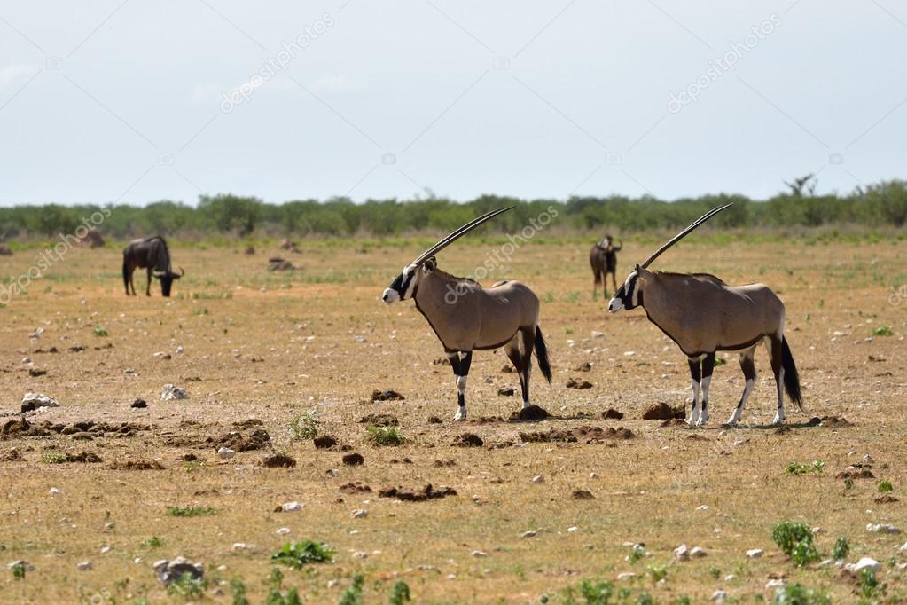 A Gemsbok (Oryx gazella) 