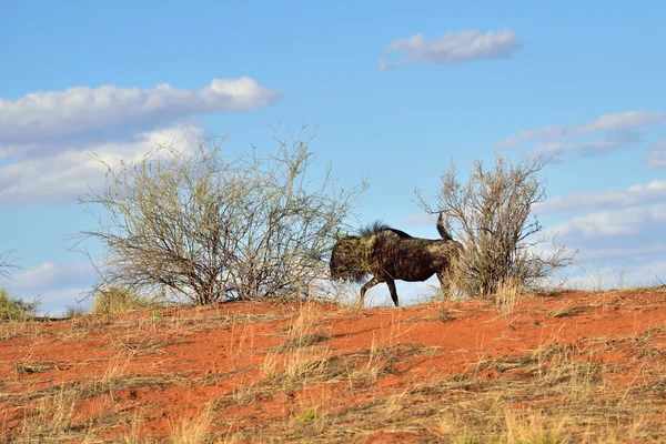 Big animal in the nature habitat, Namibia, Kalahari desert — Stok fotoğraf