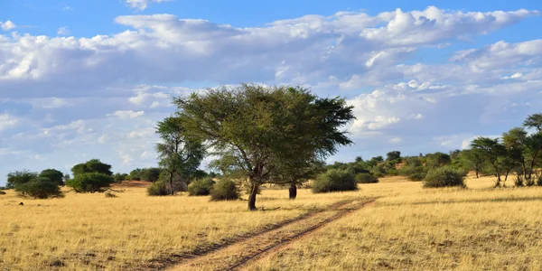 The Kalahari desert, Namibia — Stock Photo, Image