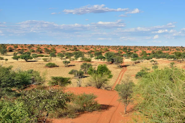 El desierto de Kalahari, Namibia — Foto de Stock