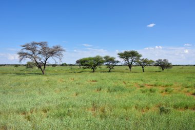 Afrika bush savannah, Namibya