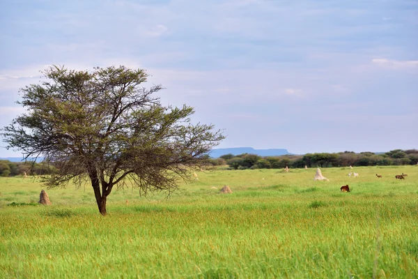 African bush savannah, Namibia — Stock Photo, Image