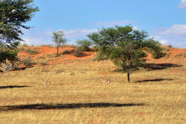Afrika yaban hayatı, Kalahari Çölü, Namibya — Stok fotoğraf