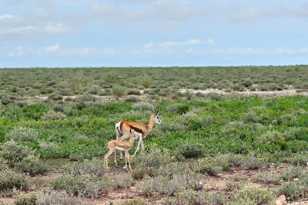 SPRINGBOCK antilop med baby — Stockfoto