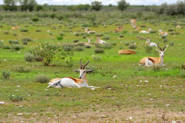 Springbok antilopok, Namíbia — Stock Fotó