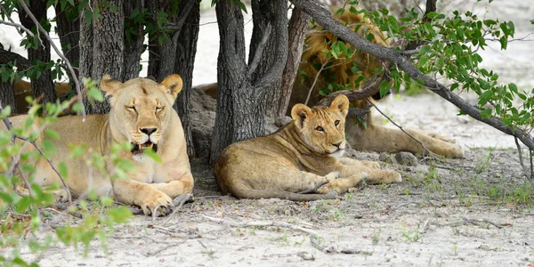 Orgulho dos leões, Namíbia — Fotografia de Stock