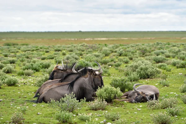 Blauwe gnoe antilopen, Afrika — Stockfoto