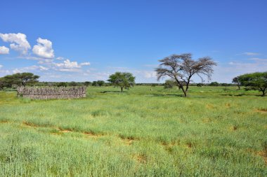 Afrika bush savannah, Namibya