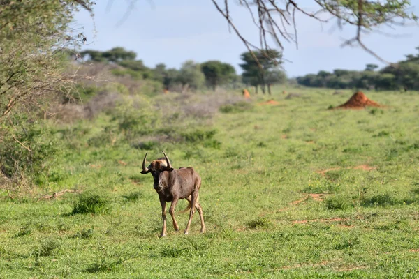 Siyah wildebeest, Namibya — Stok fotoğraf