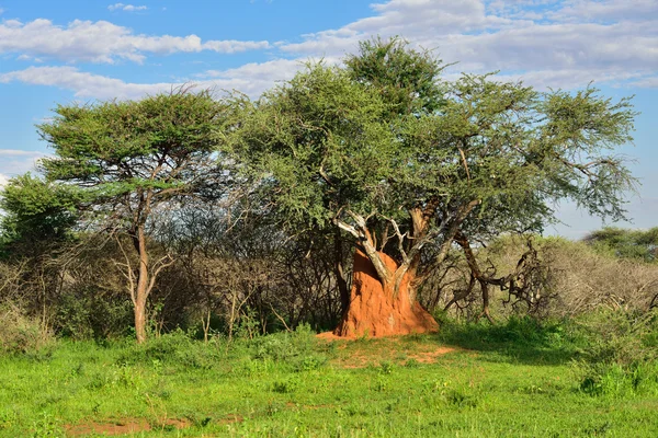 Namibië, termiet heuvel — Stockfoto
