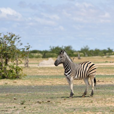 Zebra etkin, Namibia