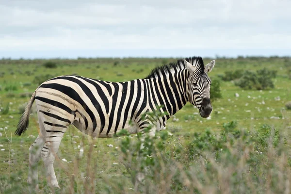 Zebra Etosha, Namíbia — Stock Fotó