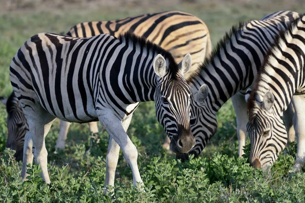 Zebry w Etosha, Namibia — Zdjęcie stockowe