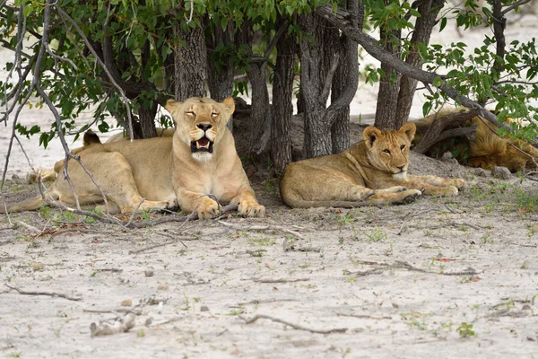 Orgullo de los leones, Namibia — Foto de Stock