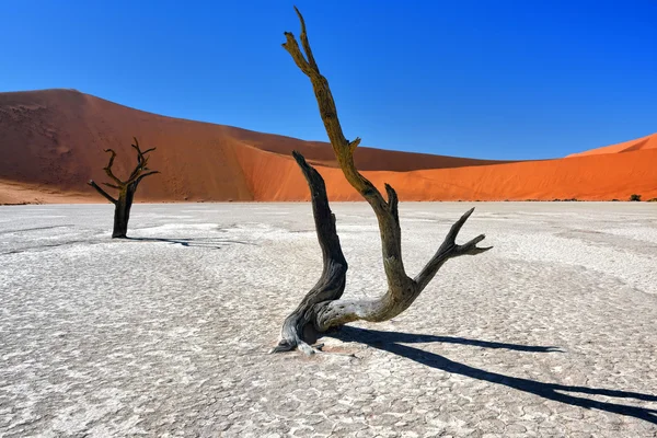 Deadvlei、ソーサス フライ。ナミビア — ストック写真