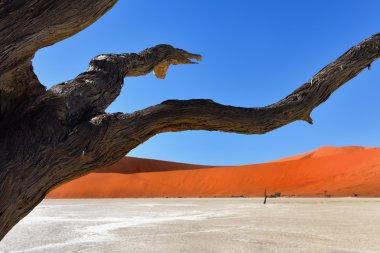 Deadvlei, Sossusvlei. Namibya
