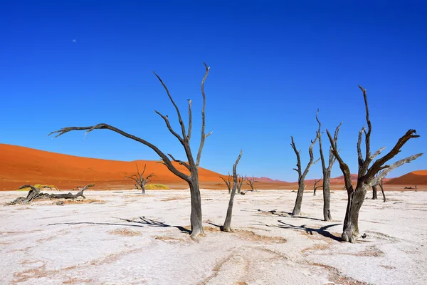 Deadvlei, Sossusvlei. Namibië — Stockfoto