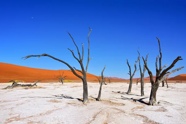 Deadvlei, Σοσουσβλάι. Ναμίμπια — Φωτογραφία Αρχείου