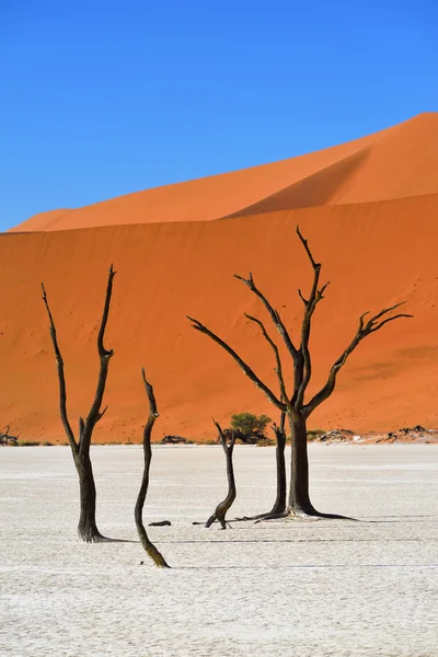 Deadvlei, Sossusvlei. Namibie — Stock fotografie