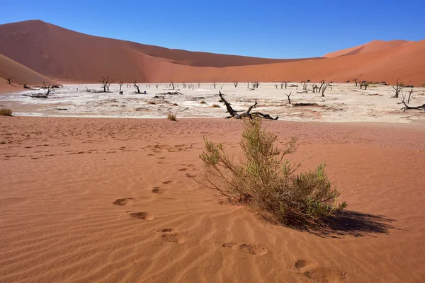 Deadvlei, Sossusvlei. Namibia — Stockfoto