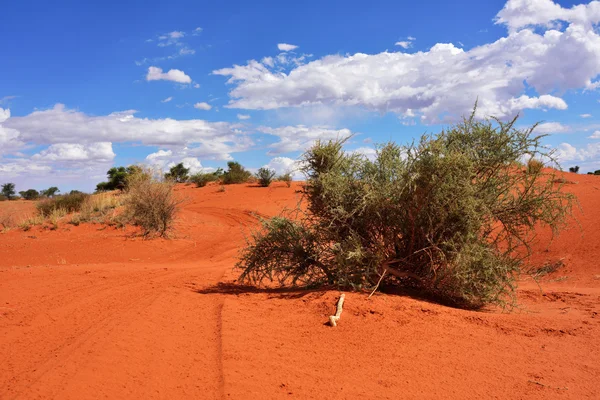 Desierto de Kalahari, Namibia — Foto de Stock
