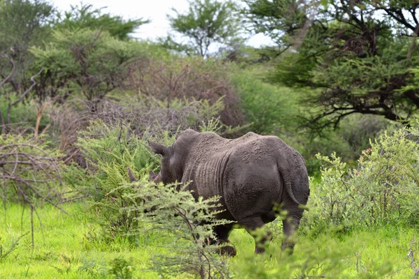 White rhino, Namibia — Stock Photo, Image