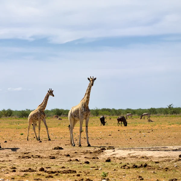 Etoshova národní rezerva, Namibie — Stock fotografie