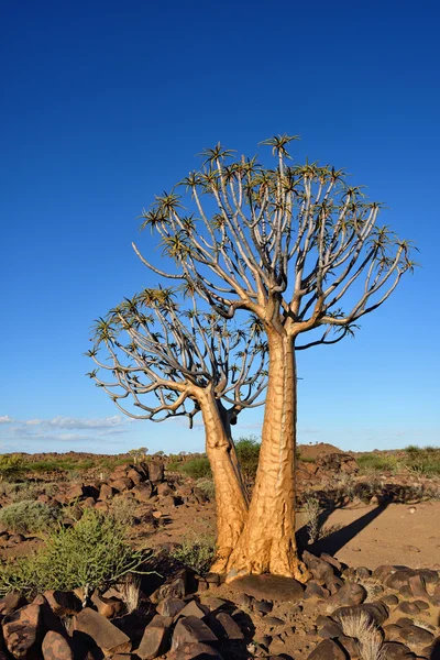 Forêt de carquois Namibie — Photo