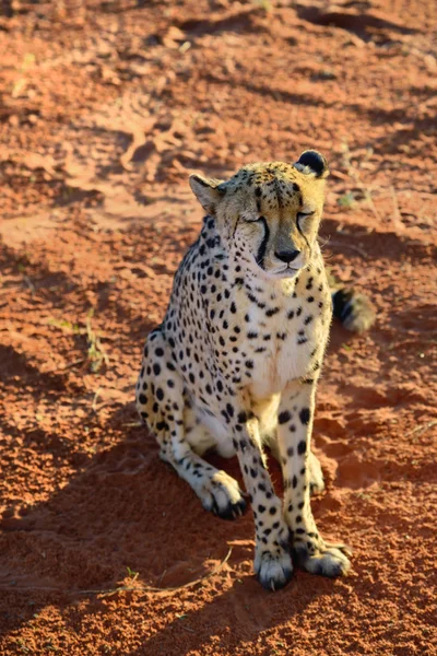 África. Namíbia. Cheetah... — Fotografia de Stock