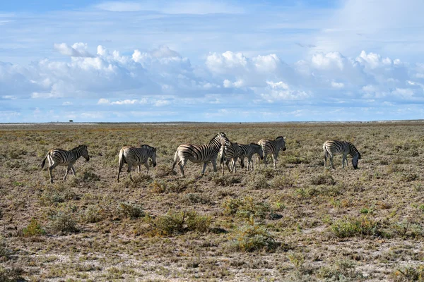 Zebralar etkin, Namibia — Stok fotoğraf