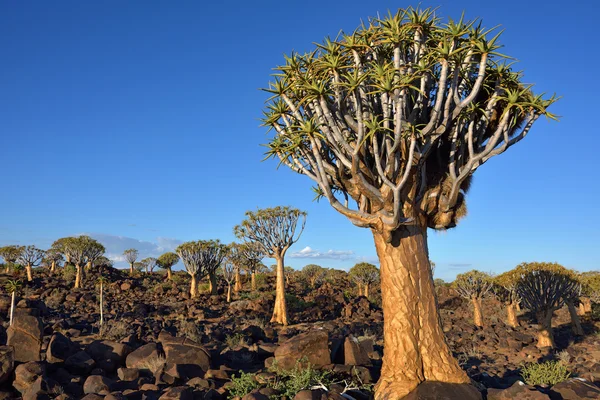 Quiver Tree Forest, Namibie — Stockfoto