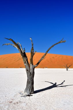 Deadvlei, Sossusvlei. Namibya
